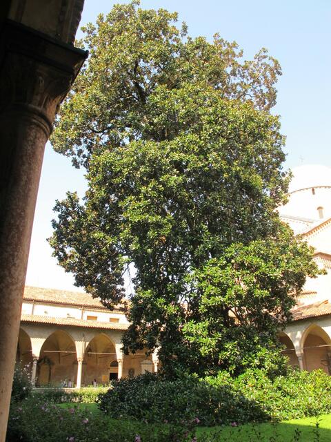 Basilika St.Antonio, Magnolienbaum