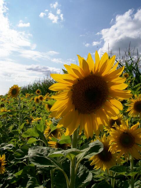 Sonnenblume