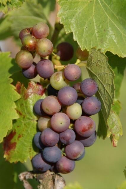 Das gibt bestimmt einen guten Wein
