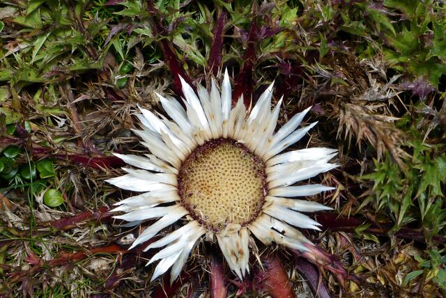 Silberdistel