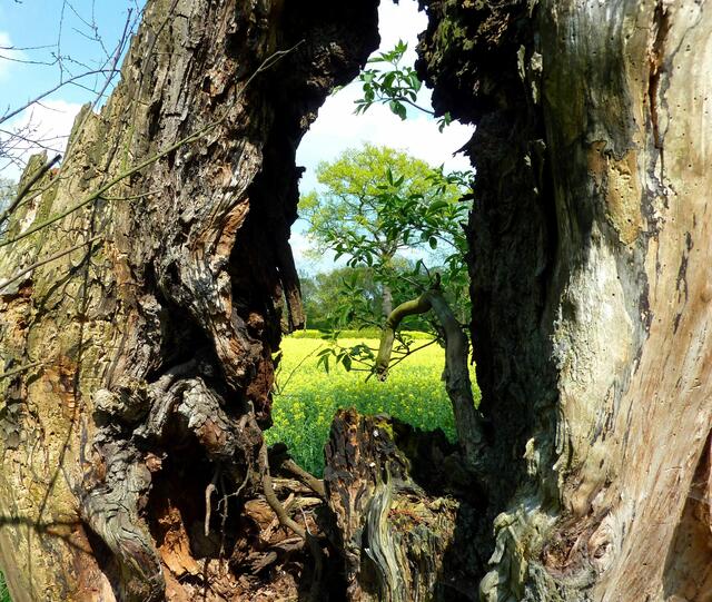 Alter Baum mit Durchblick auf ein Rapsfeld im April