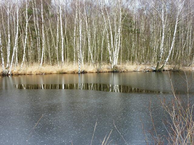 Ein Birkenwäldchen spiegelt sich im zugefrorenen Moorsee (Februar)