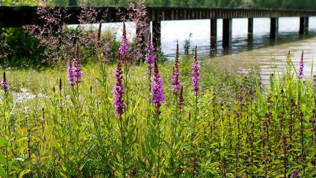 Blutweiderich am Weitmannsee