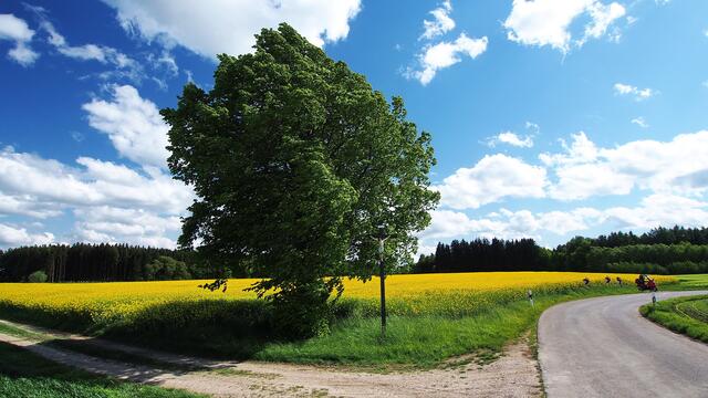 gelber Rapps und  Frülingsgrün unter weiß-blauem, bayrischen Himmel.(zwischen Steindorf u. Schmiechen)