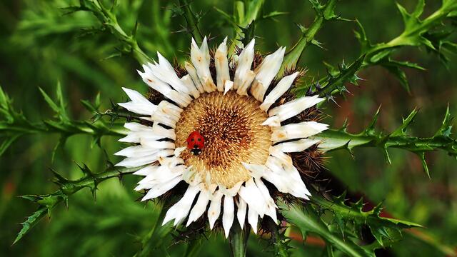 Glücksbringer (Marienkäfer) besucht Silberdistel in der Kissinger Heide
