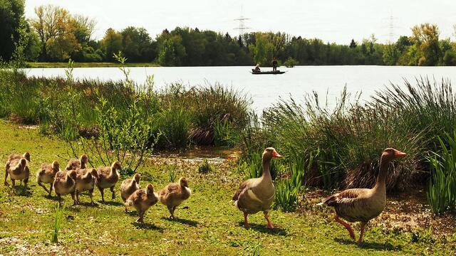 Graugans-Großfamilie übt den Gänsemarsch am Weitmannsee