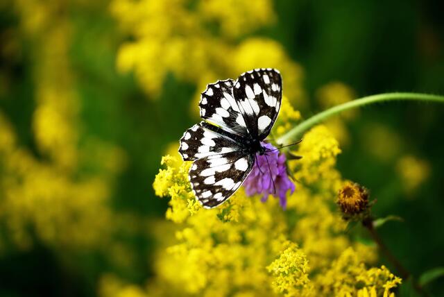 Schachbrett-Schmetterling in der Kissinger Heide