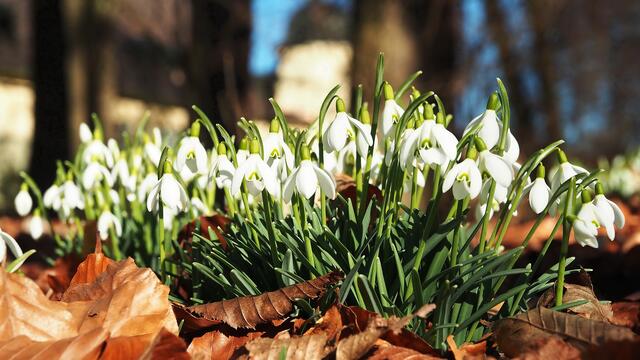 die ersten Frühlingsboten am Meringer Schloß