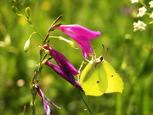 Zitronenfalter besucht Sumpf-Gladiole in der Kissinger Heide
