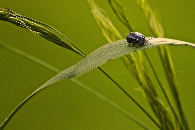 Käfer im Spätsommer auf einer Wiese