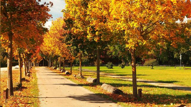 Weg zum Gut Mergenthau herbstlich geschmückt
