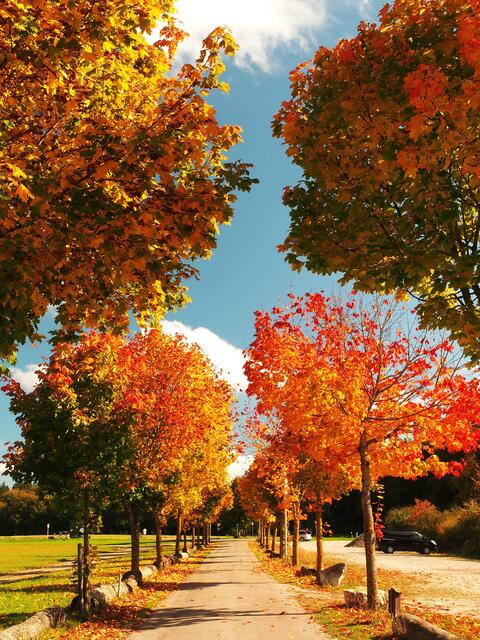 herbstlich, geschmückter Weg zum Gut Mergenthau