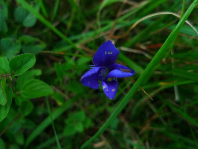 Fransenenzian oder gefranster Enzian (Gentiana ciliata)
