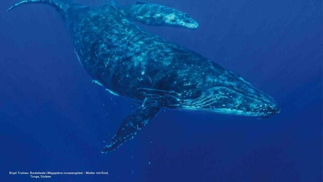 Buckelwale | Foto: Birgit Trutnau