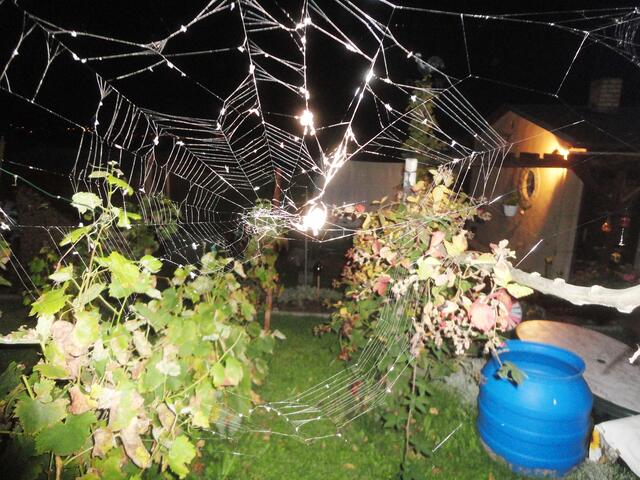 Spinne beim Netz flicken