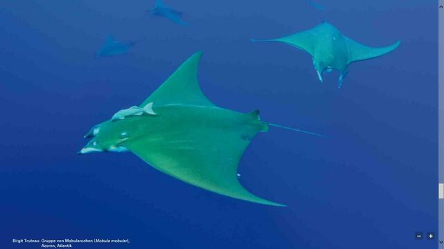 Mabularochen | Foto: Birgit Trutnau