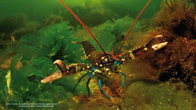 Europäischer Hummer | Foto: Armin Trutnau