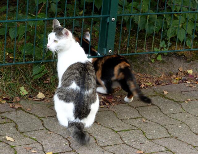 "Schnell, du gehst als Erste! Ich passe auf!"