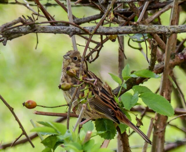 Nein, sie saß zum Glück versteckt in einem Gestrüpp weit, weit entfernt in der Feldmark. In einem kleinen Trupp waren die zur Brutzeit sehr territorialen Vögel unterwegs. Als besonderes Kennzeichen der Goldammern fällt der rostrote Bürzel auf.