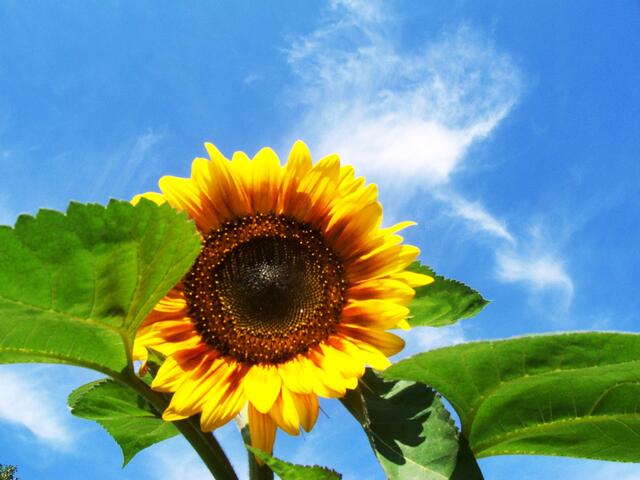 Sonnenblume