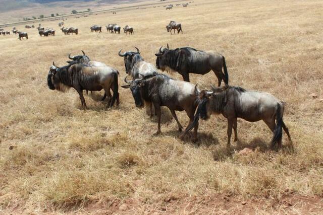 Gnus im Ngorongoro-Krater