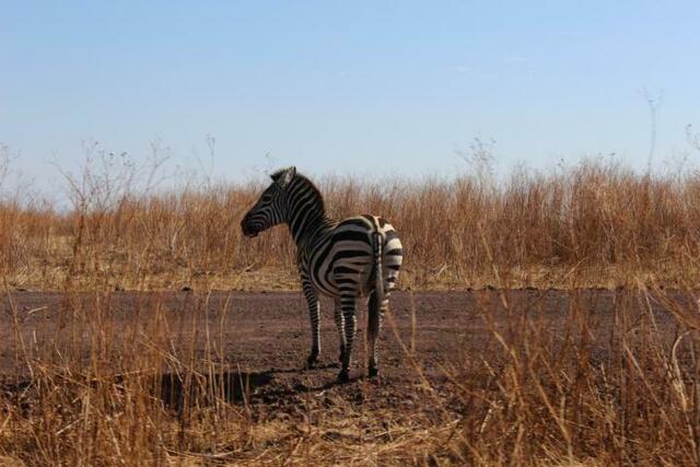 Zebra im Ngorongoro-Krater