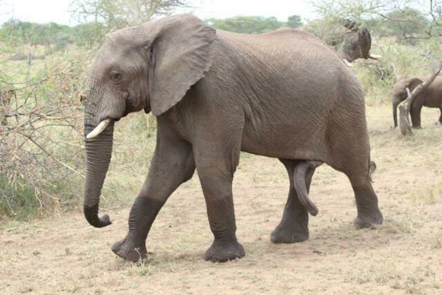 Was für ein langer zweiter Rüssel
