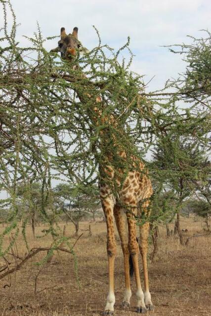 Giraffe in der Serengeti