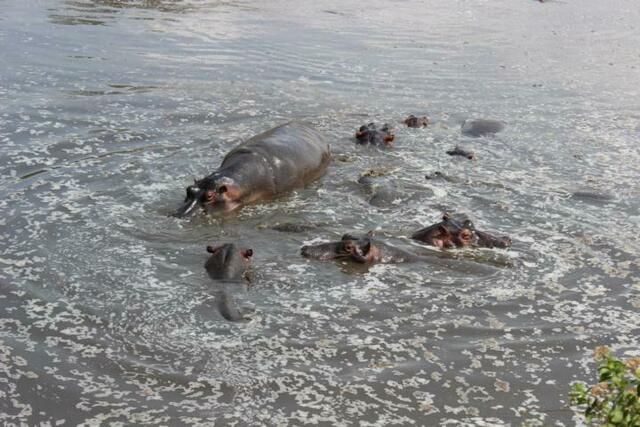 Tauchst du auf oder ab?