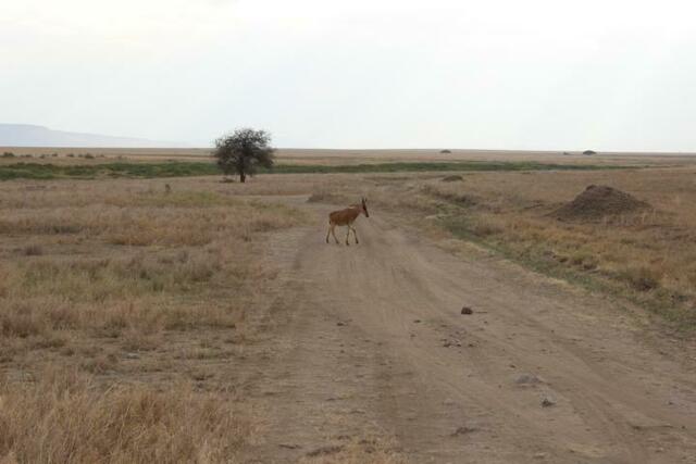 Kuh-Antilope in der Serengeti
