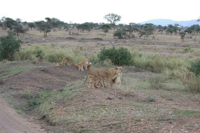 Löwinnen mit Löwenkindern in der Serengeti (5/5)