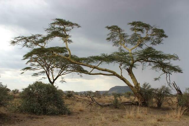 Serengeti Panorama