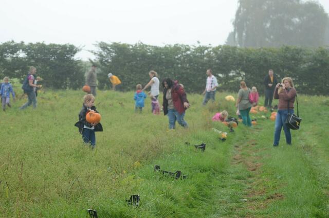 kürbisernte in Osterwald    03