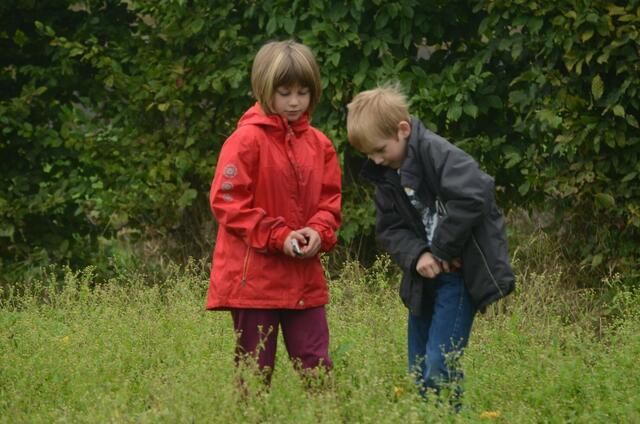 kürbisernte in Osterwald    10