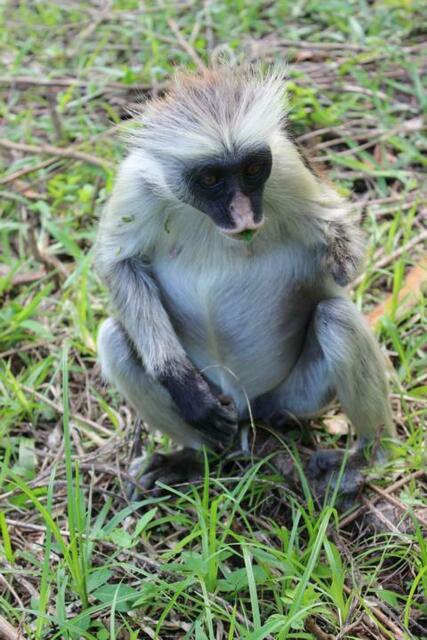 Roter Colobus-Affe verrichtet entspannt seine Tätigkeit