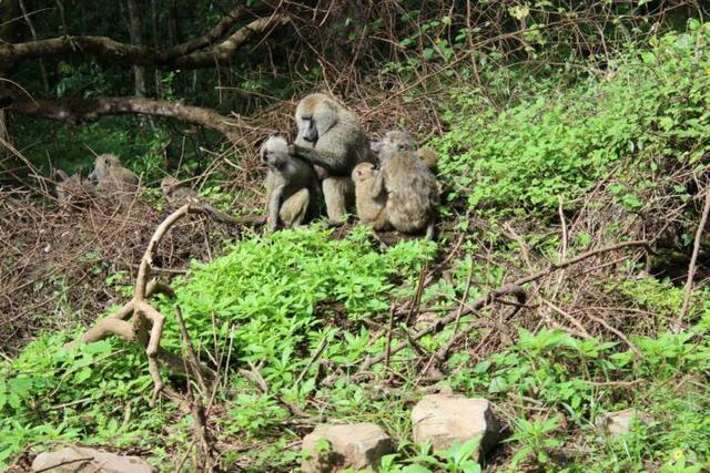 Anubispaviane im Arusha Nationalpark