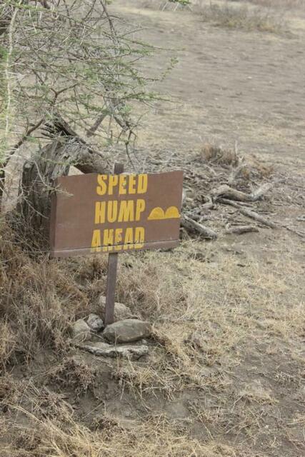 Über die "neue Schotterpiste" in die Serengeti dürfen Safari-Jeeps nicht heizen wie die Wahnsinnigen.