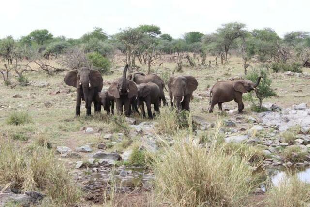 Elefanten drohen uns