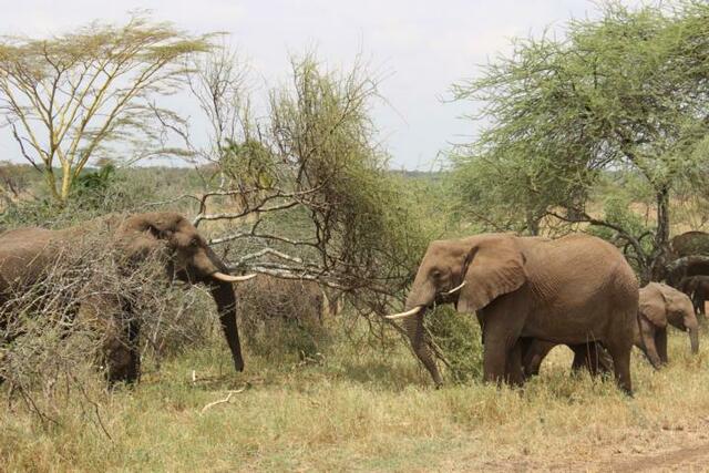 Elefanten-Leitkuh wirft Baum um (3/3)
