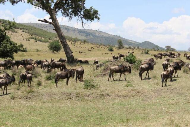 Wie viele Gnus kommen da noch des Weges?
