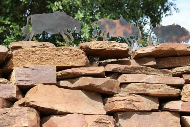 Guck mal, wo der Klippschliefer sich versteckt hat!