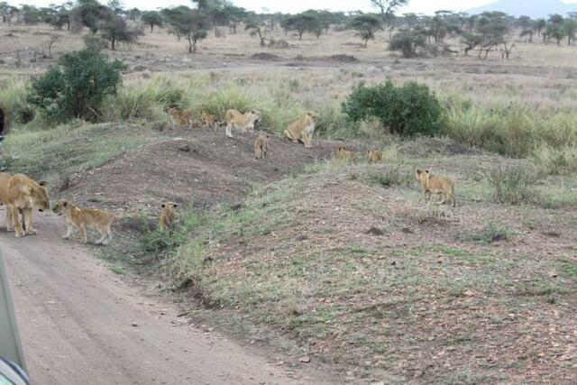 Löwinnen mit Löwenkindern in der Serengeti (2/5)