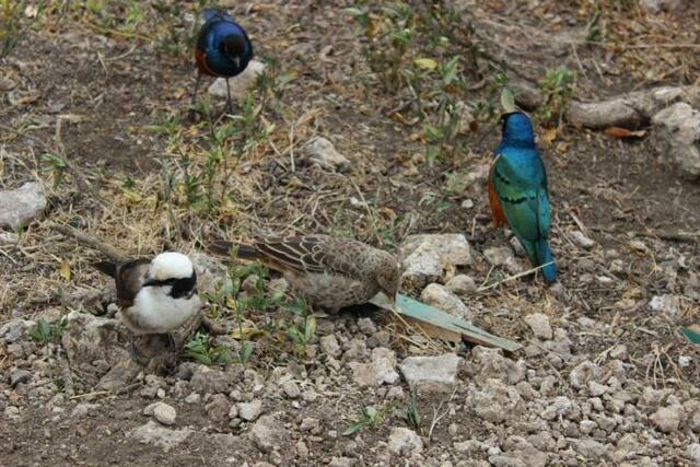 Der Weißkopfbüffelweber und seine Freunde lauern auf Brösel.