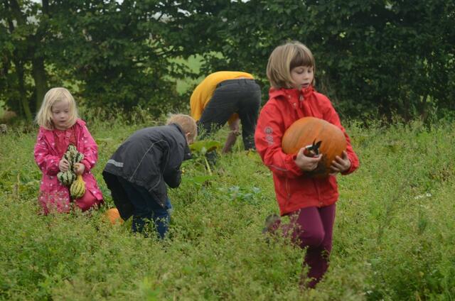 kürbisernte in Osterwald    07