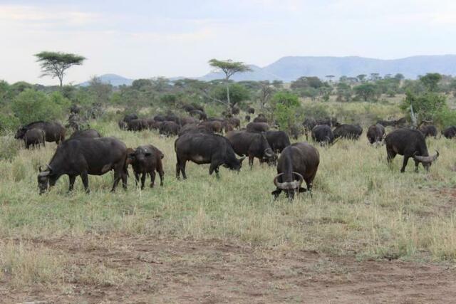 Büffel in der Serengeti