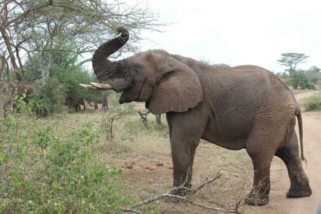 Lass es dir schmecken, Elefanten-Leitkuh!