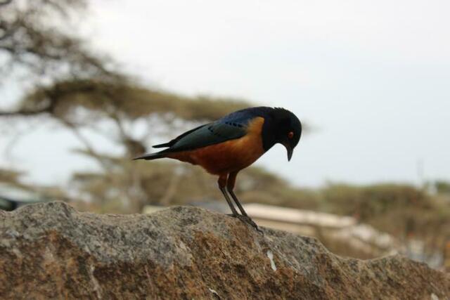 Glanzstar in der Serengeti
