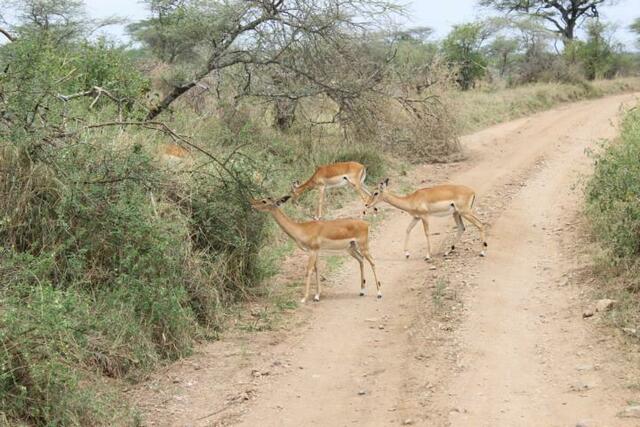 Noch mehr Impalas in der Serengeti