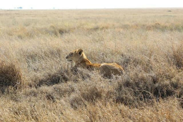 Wenn Löwen im Steppengras liegen, sieht man sie kaum.