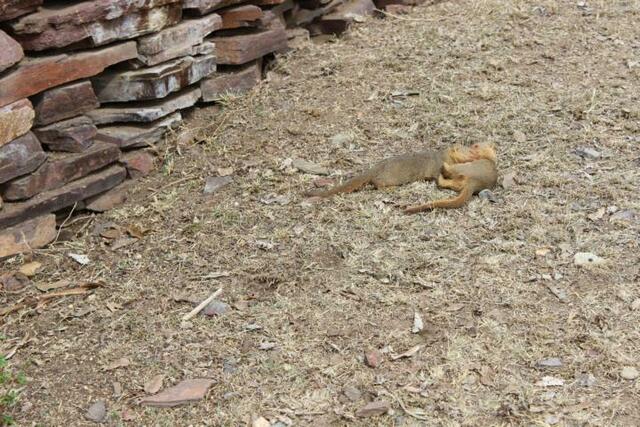 Mangusten in der Serengeti (1/3)